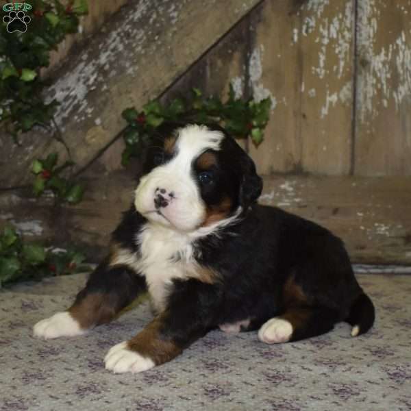 Phoebe, Bernese Mountain Dog Puppy